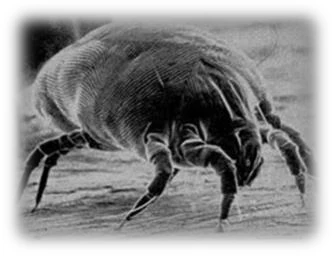 Acarian din praful de casa vazut microscopic