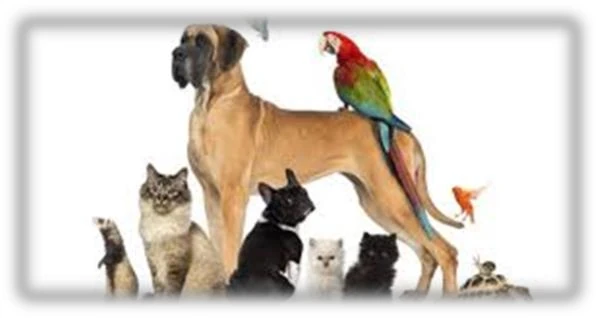 Animale de companie implicate in alergii respiratorii