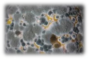 Mucegai observat microscopic